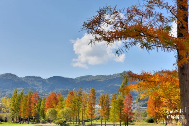 开屏策划｜冬至云南—保山昌宁落羽杉（开屏新闻记者及通讯员 摄）