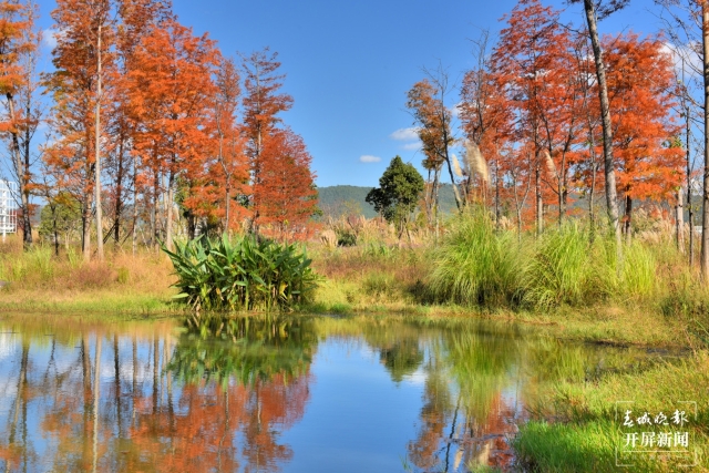 开屏策划｜冬至云南—保山昌宁落羽杉（开屏新闻记者及通讯员 摄）