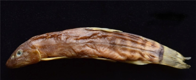 云南澜沧江下游发现3个鱼类新纪录（蒋万胜 舒树森 施从文 摄）