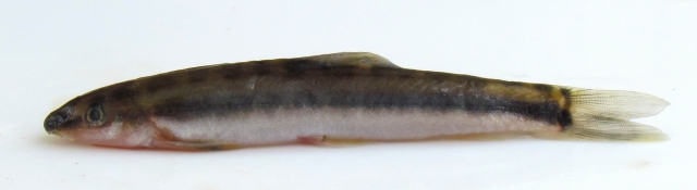 云南澜沧江下游发现3个鱼类新纪录（蒋万胜 舒树森 施从文 摄）