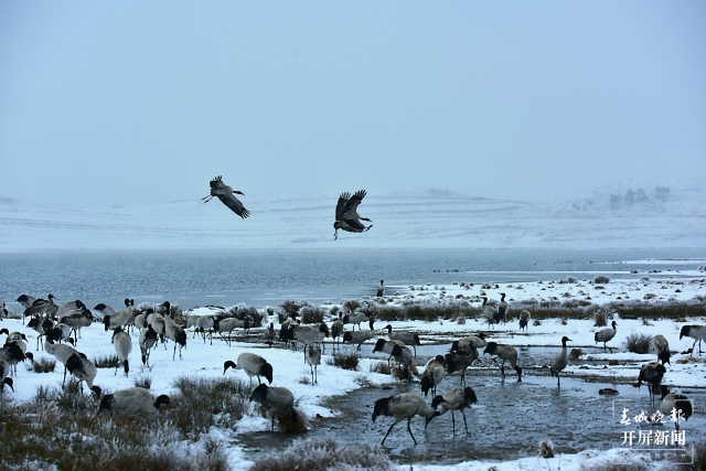 雨雪纷纷！昭通大山包1700多只黑颈鹤“画”出唯美水墨画（通讯员 吴太平 郑远见 陈光惠 摄）