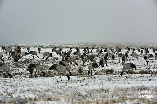 雨雪纷纷！昭通大山包1700多只黑颈鹤“画”出唯美水墨画（通讯员 吴太平 郑远见 陈光惠 摄）