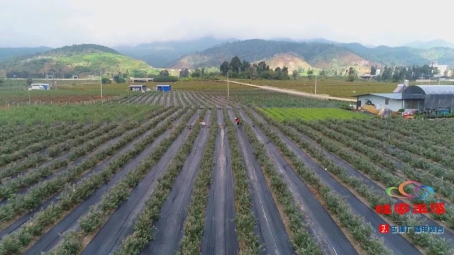 美味“蓝”不住，玉溪澄江蓝莓走俏市场！