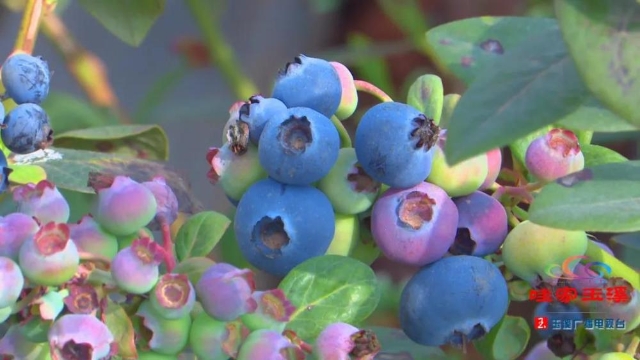 美味“蓝”不住，玉溪澄江蓝莓走俏市场！