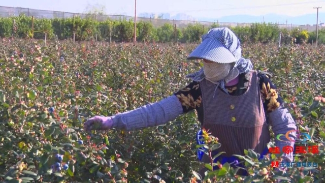 美味“蓝”不住，玉溪澄江蓝莓走俏市场！