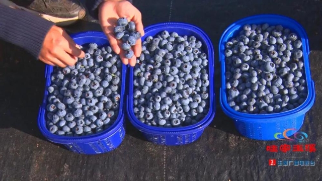 美味“蓝”不住，玉溪澄江蓝莓走俏市场！