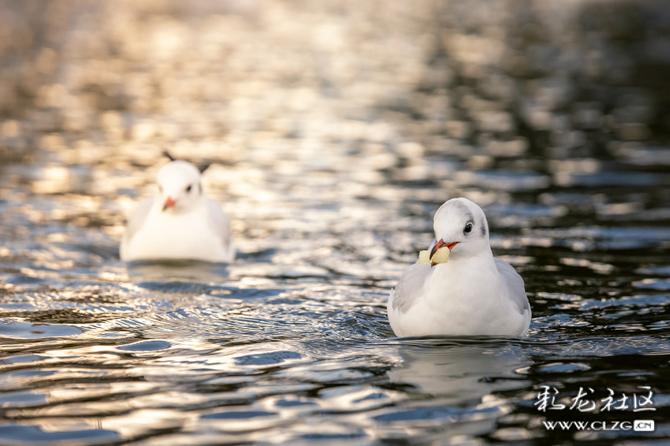 9wp5v16robk 9wp5v16robk