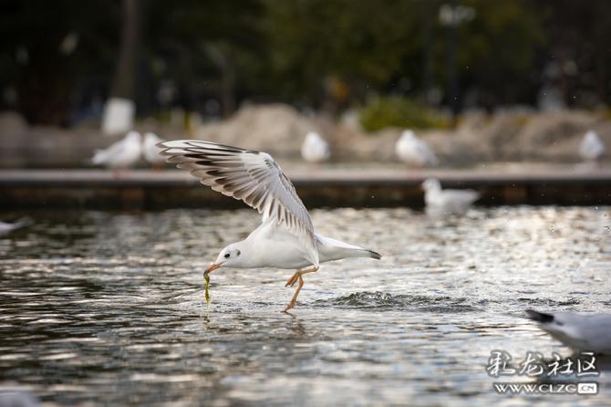 v3x8cs6ogol v3x8cs6ogol