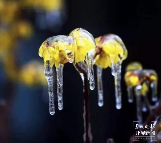 昭通雪景(开屏新闻记者 申时勋 通讯员 白鸟 戴虞梦 陈光惠 摄)