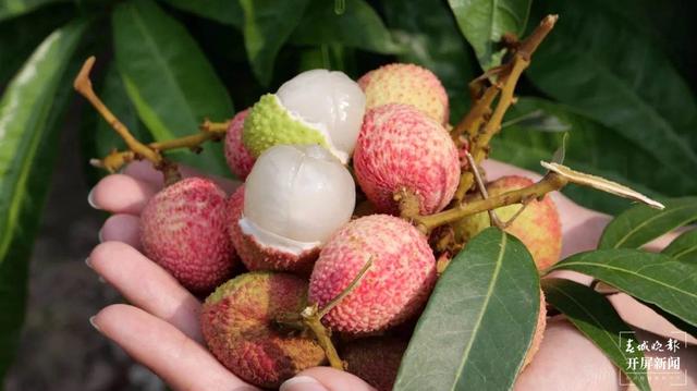 荔枝熟了，周六到元江曼来过荔枝文化旅游节！