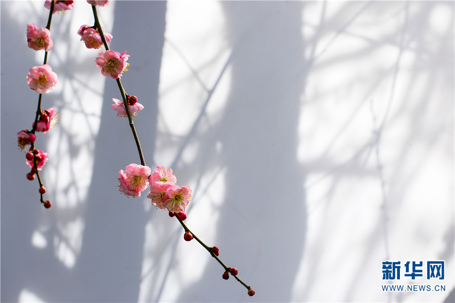 1310410896_16414300271881n