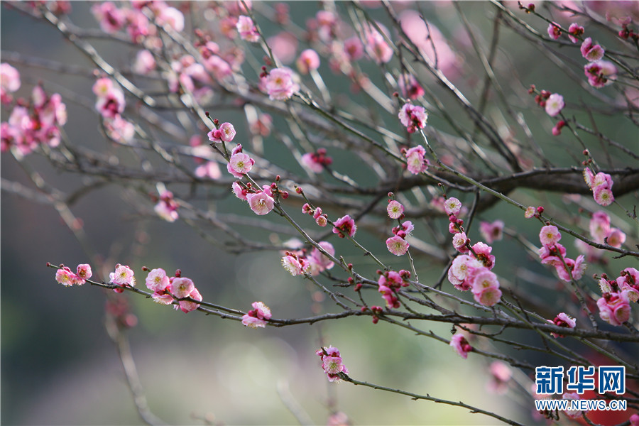 1310410896_16414300273441n