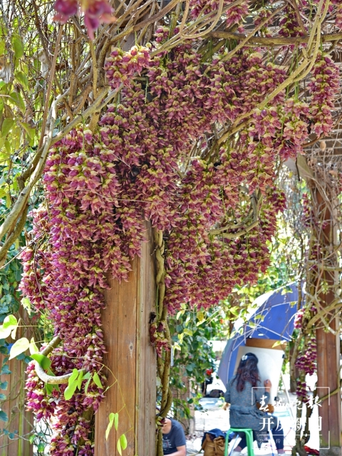 世界首个油麻藤豆荚化石被发现！发现它的人是……