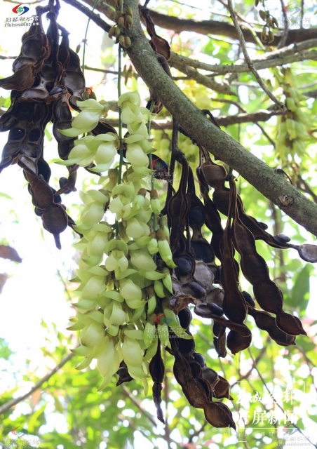 世界首个油麻藤豆荚化石被发现！发现它的人是……