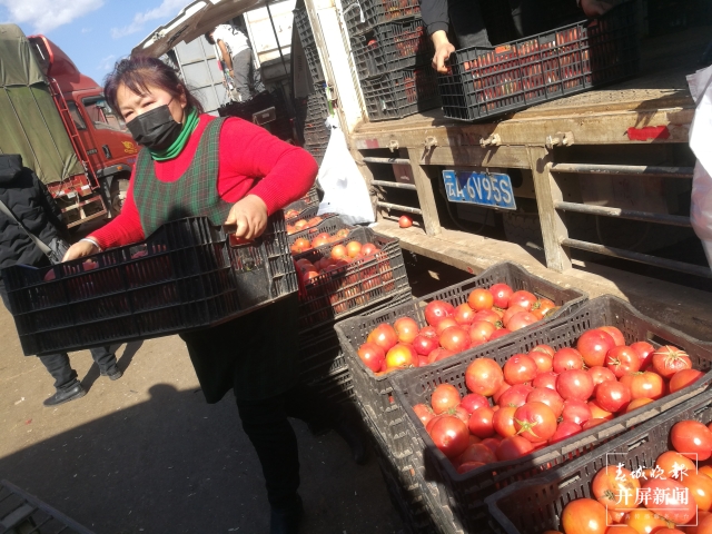 番茄价格上涨 夏体雷 摄