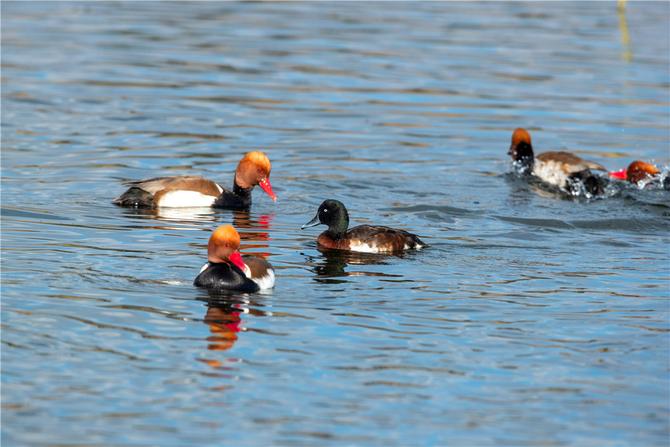 青头潜鸭现身滇池（1月5日摄）