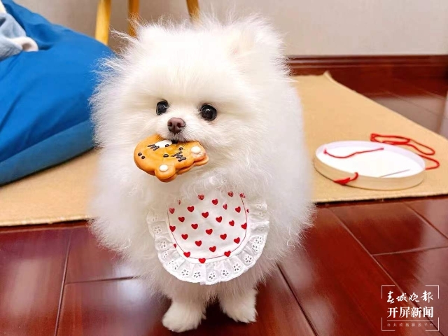 新年元素的宠物用品持续热销（马艺宁 实习生 梁燕灏宇 杨宇婷 摄）