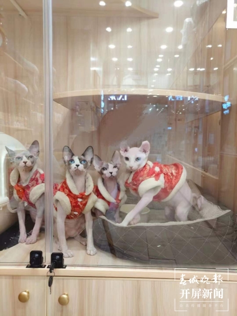 新年元素的宠物用品持续热销（马艺宁 实习生 梁燕灏宇 杨宇婷 摄）