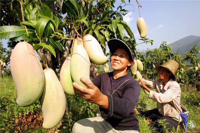 云果-绿色食品-丽江华坪芒果产业007-杨峥 摄.jpg