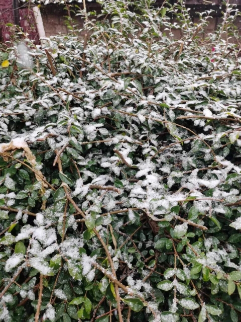 暴雨！中雪！雨夹雪！云南多地雨雪频繁，昆明未来几天...