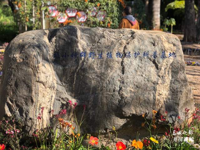 首批95株极小种群野生植物安家昆明西华公园（开屏新闻记者 罗宗伟 摄）