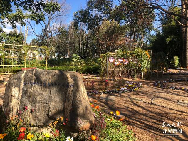 首批95株极小种群野生植物安家昆明西华公园（开屏新闻记者 罗宗伟 摄）