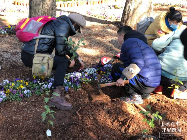首批95株极小种群野生植物安家昆明西华公园（开屏新闻记者 罗宗伟 摄）