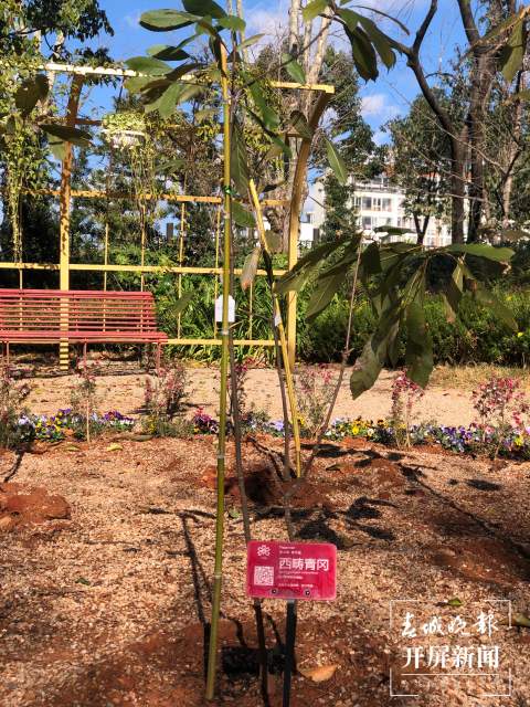 首批95株极小种群野生植物安家昆明西华公园（开屏新闻记者 罗宗伟 摄）