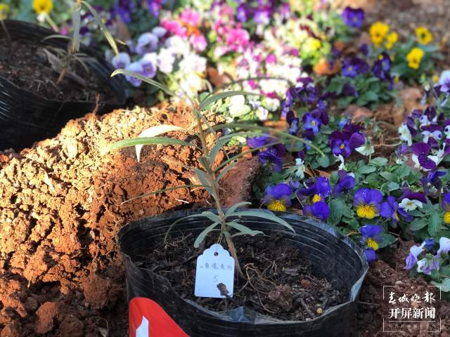 首批95株极小种群野生植物安家昆明西华公园（开屏新闻记者 罗宗伟 摄）