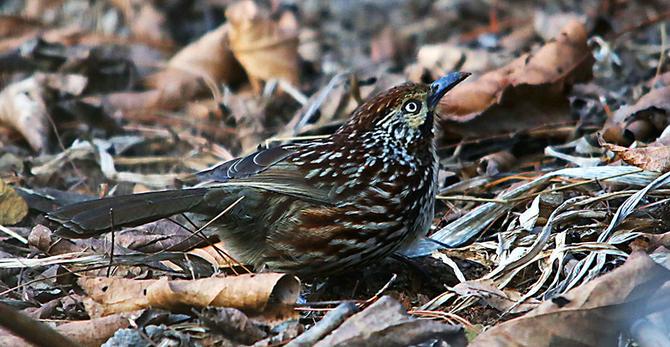 1310434303_16427357809491n