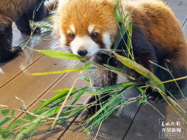 元旦乘火车到普洱，湄公河旅游4大景区优惠多（左学佳摄）