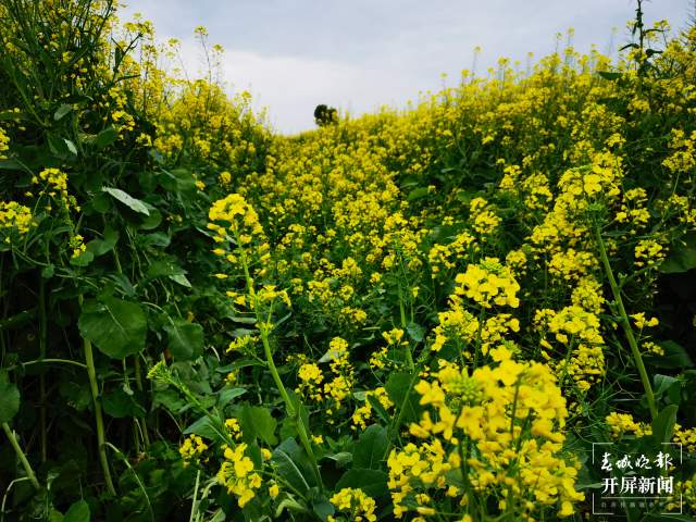 石屏异龙湖畔1000亩油菜花成春节打卡点 李强 摄