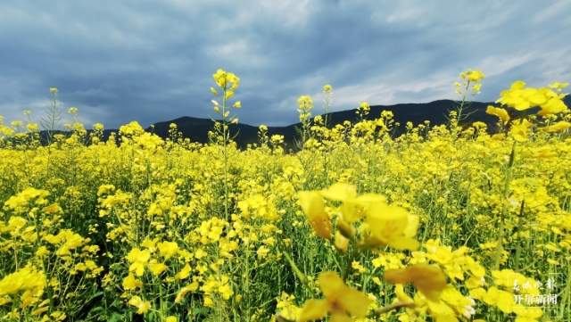 石屏异龙湖畔1000亩油菜花成春节打卡点 李强 摄