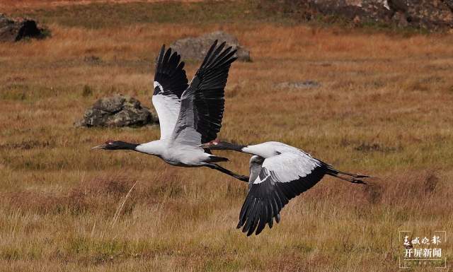 昆明湿地面积62452.53公顷 (8).jpg