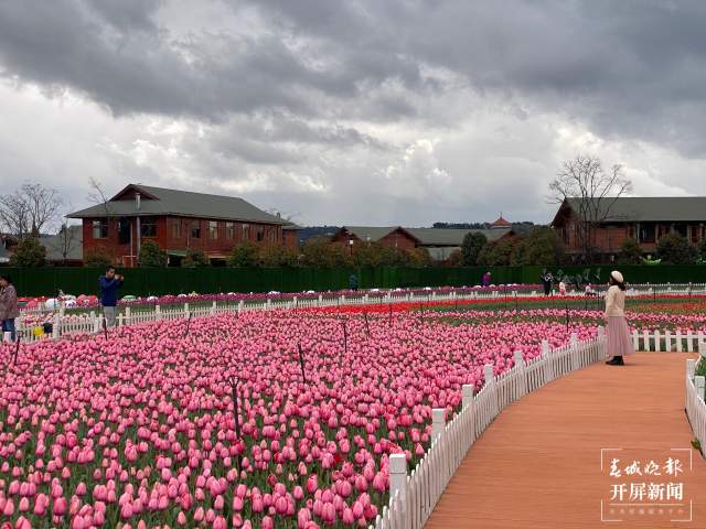 捞渔河公园百万株郁金香陆续绽放 (3).jpg