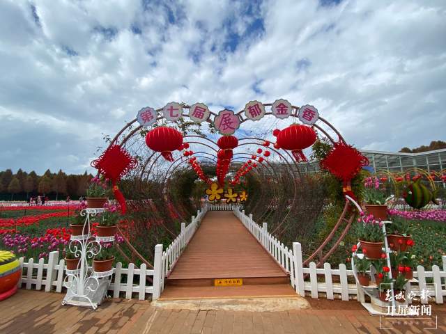 捞渔河公园百万株郁金香陆续绽放 (2).jpg