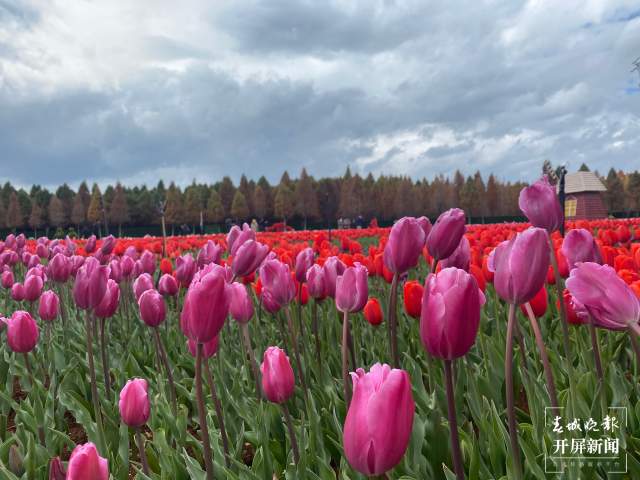 捞渔河公园百万株郁金香陆续绽放 (7).jpg