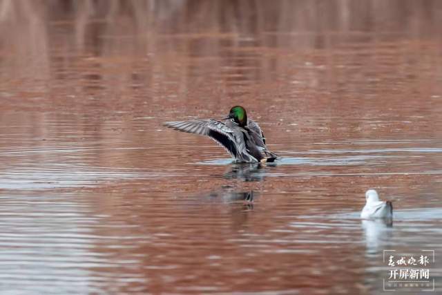 昆明湿地面积62452.53公顷 (2).jpg