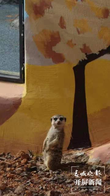 彩绘、假山、沙池……昆明动物园萌宠搬进漂亮舒适“新家” 孙琴霞 通讯员 黄蕊 摄