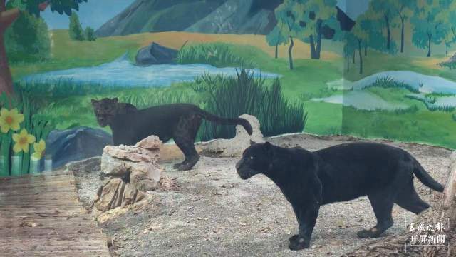 彩绘、假山、沙池……昆明动物园萌宠搬进漂亮舒适“新家” 孙琴霞 通讯员 黄蕊 摄