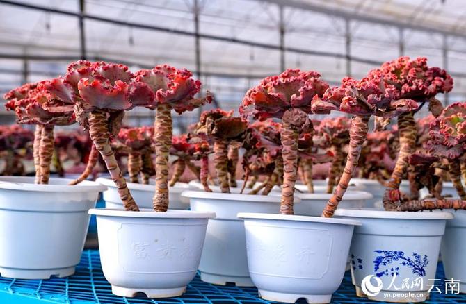 LOCAL202201280906000598726492683