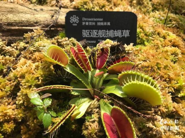 春节期间,昆明植物园照常开放,扶荔宫初三起可参观(杨质高及通讯员摄)