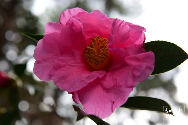 春节期间,昆明植物园照常开放,扶荔宫初三起可参观(杨质高及通讯员摄)