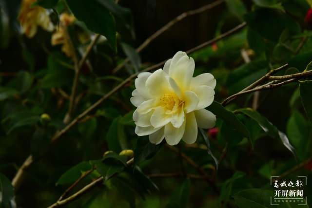 春节期间,昆明植物园照常开放,扶荔宫初三起可参观(杨质高及通讯员摄)