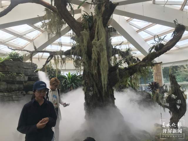 春节期间,昆明植物园照常开放,扶荔宫初三起可参观(杨质高及通讯员摄)