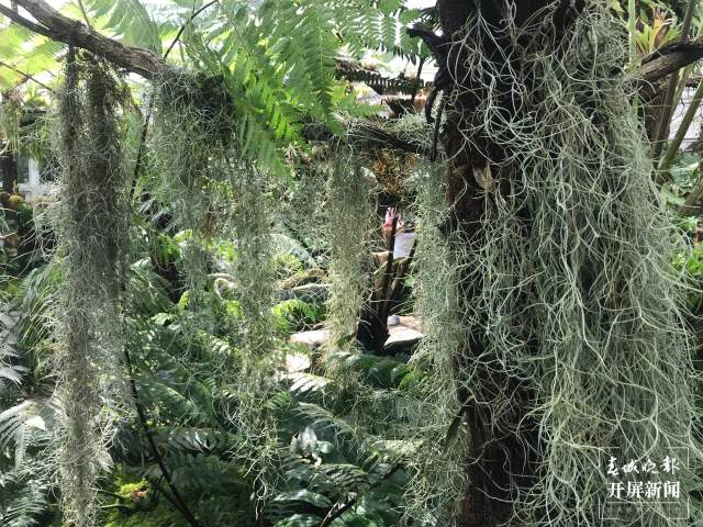 春节期间,昆明植物园照常开放,扶荔宫初三起可参观(杨质高及通讯员摄)