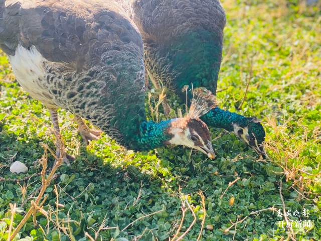 云南野生动物园给小老虎加餐过大年（开屏新闻记者 周柯妤 摄）