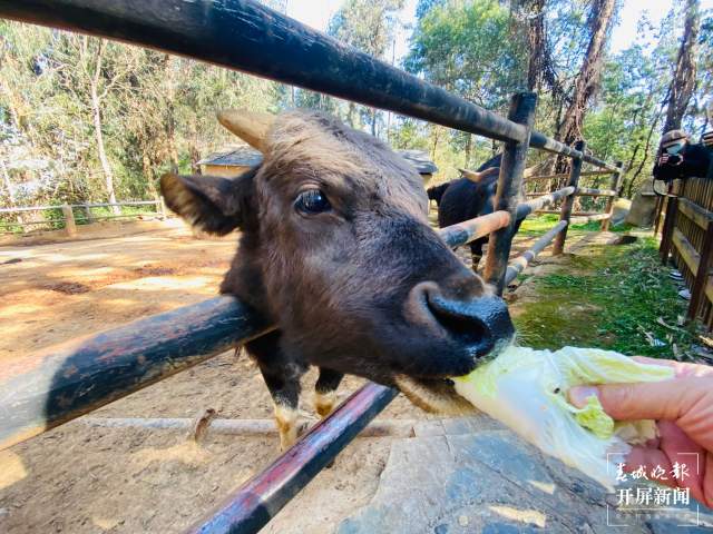 云南野生动物园给小老虎加餐过大年（开屏新闻记者 周柯妤 摄）