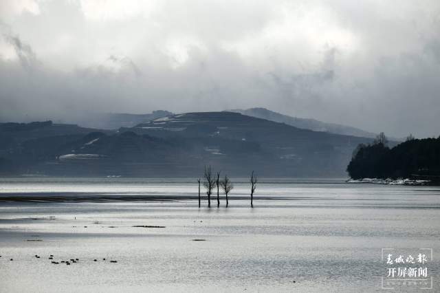 曲靖会泽黑颈鹤(开屏新闻记者 蒋琼波 通讯员 袁嵘 代红炀 摄)