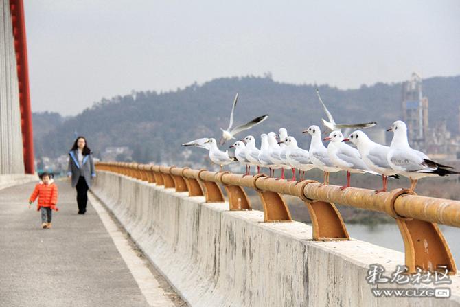 zemf8gw26bk zemf8gw26bk